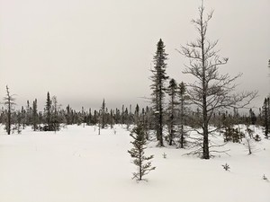 Trees against a field of white snow